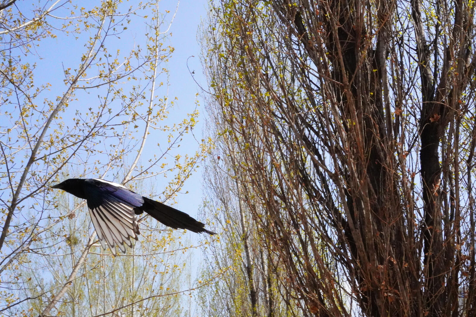 Blue Magpie in flight