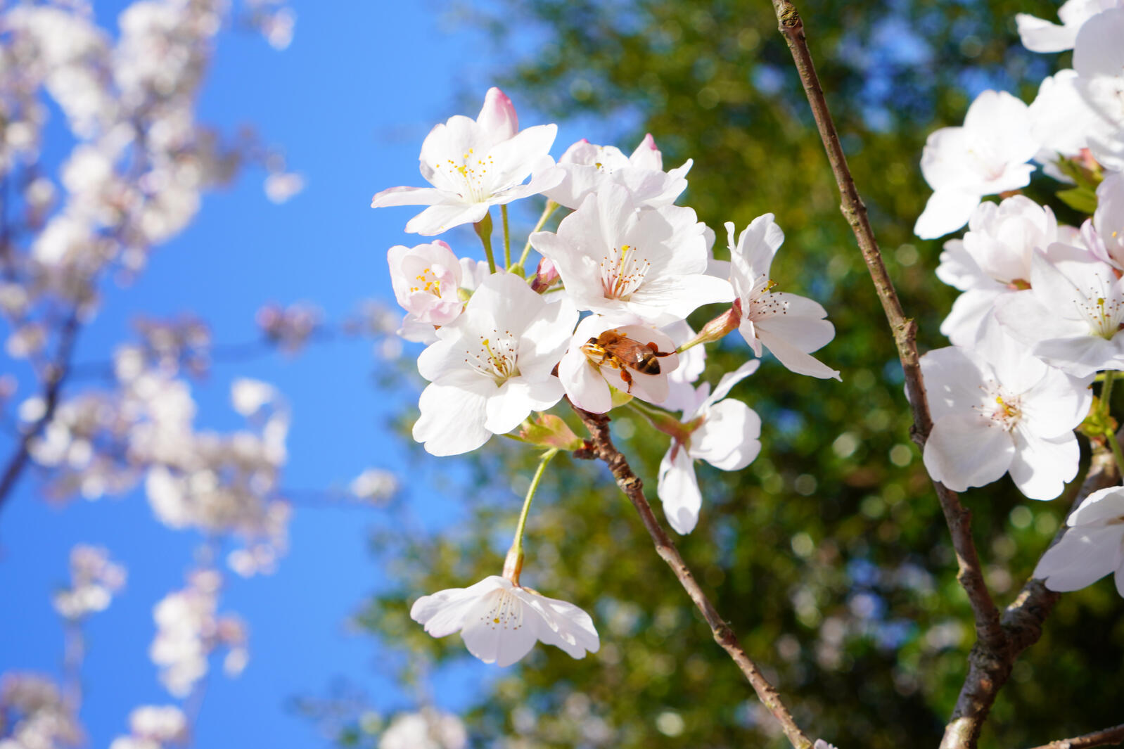 Sakura with Bee Pollinating