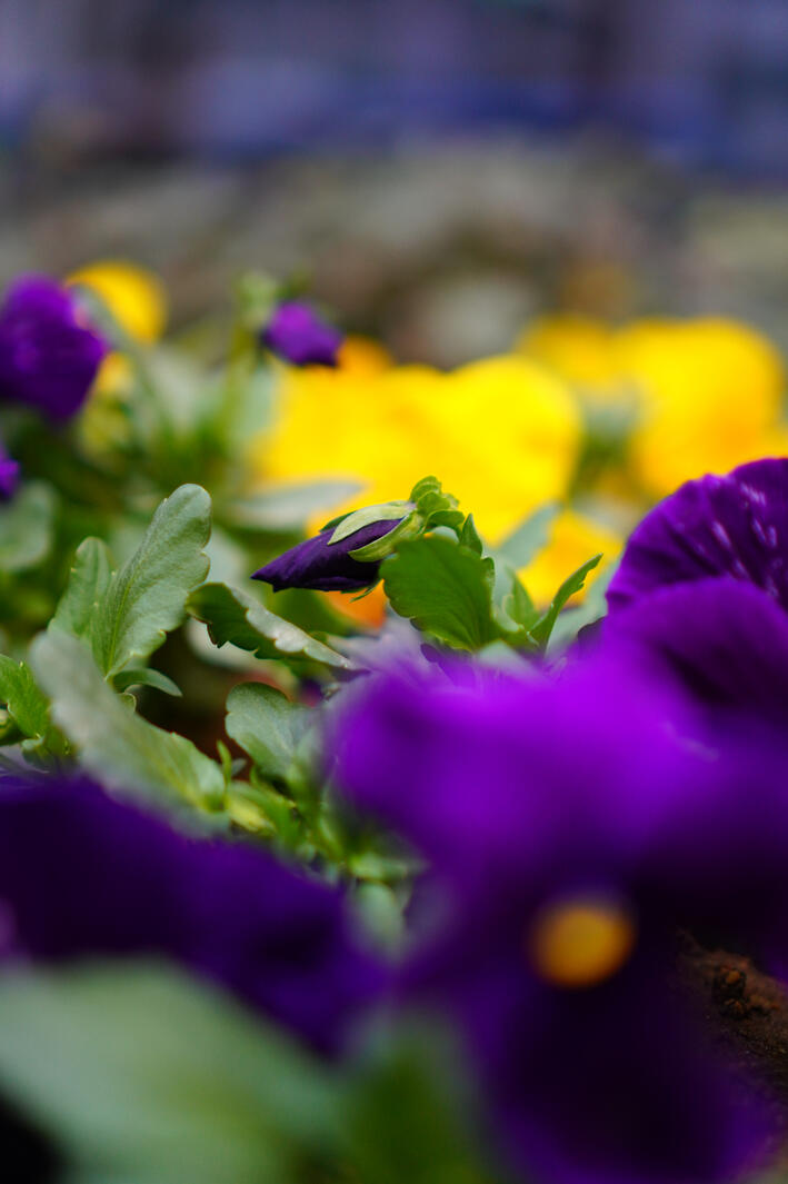 Purple flower blooming