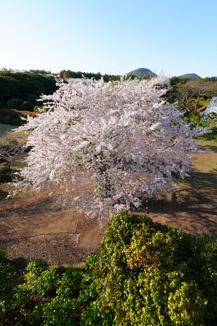 Sakura Tree (Top View)